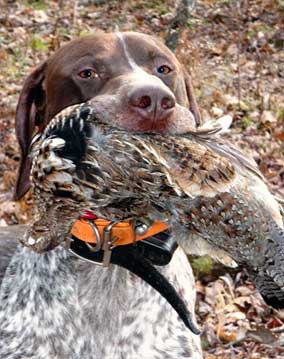 Guided Hunt