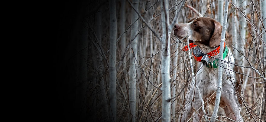 Guided Hunts